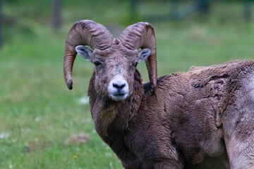 BigHorn sheep at Ram Falls Provincial Park , Alberta Canada