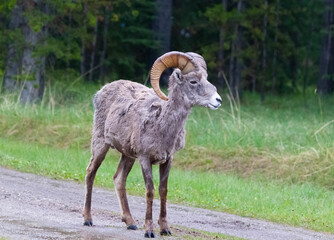 BigHorn sheep at Ram Falls Provincial Park , Alberta Canada