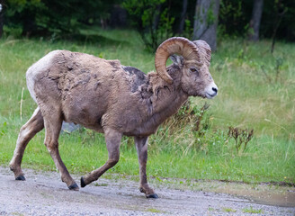 Obraz na płótnie Canvas BigHorn sheep at Ram Falls Provincial Park , Alberta Canada