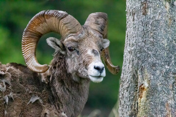 Big Horn Sheep Close Up