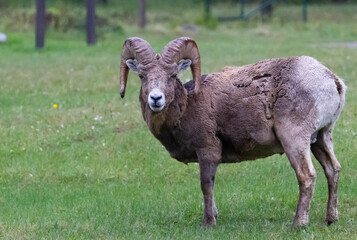 Big Horn Sheep in a meadow