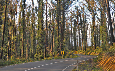 Fototapeta premium After the bushfires new growth appears on the burnt out trees and ground cover reappears. Images captured in eastern Victoria , Kinglake and the Dandenongs in early morning fog.