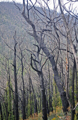 After the bushfires new growth appears on the burnt out trees and ground cover reappears. Images captured in eastern Victoria , Kinglake and the Dandenongs in early morning fog.