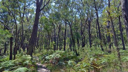 Fototapeta na wymiar dense foliage on a bush walk in eastern Victoria. the ground coverage is lush.