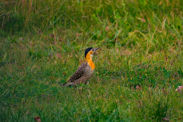 Pájaro carpintero en el jardín. Canelones, Uruguay