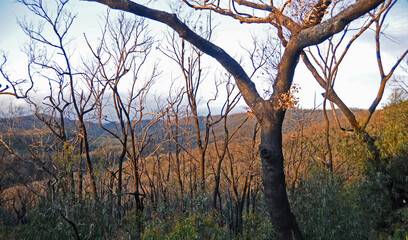 After the bushfires new growth appears on the burnt out trees and ground cover reappears. Images captured in eastern Victoria , Kinglake and the Dandenongs in early morning fog.