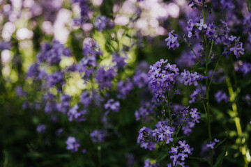 close up of purple wildflowers growing in the midwest