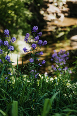 Purple wildflowers growing next to a creek in the midwest