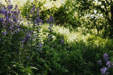 purple wildflowers growing in a field