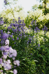 Purple wildflowers growing in a field