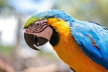 arara canindé com fundo desfocado © Janjiulio