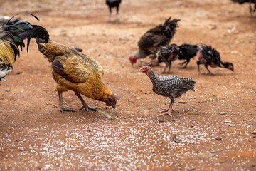 Native chickens in Thailand are eating rice on the ground. Thai people raise chickens by sowing rice seeds on the ground. Gamecocks are often raised for sports.