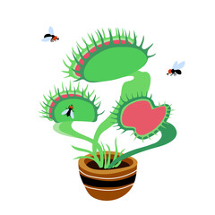 venus flytrap plant, black ugly flies and carnivorous home flower in a ceramic pot, color vector illustration isolated on a white background in a cartoon and flat design © Николай Шитов