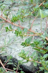 Fototapeta premium green plant on the ground