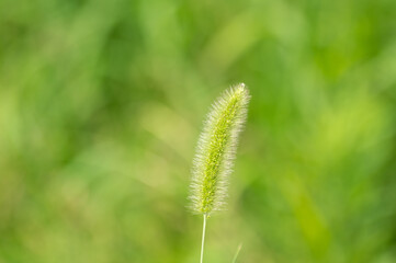 もふもふエノコログサ