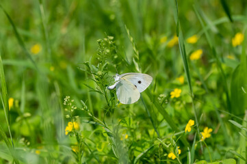 モンシロチョウのお散歩