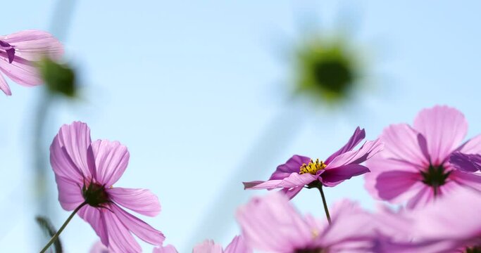 Low angle video of a cosmos field in full bloom.
Fixed camera shooting.