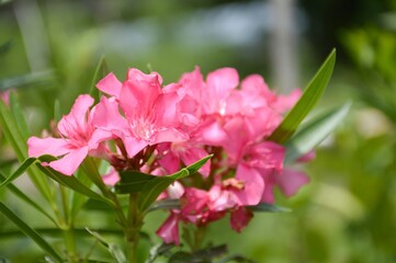 Obraz na płótnie Canvas pink nerium oleander flower in nature garden