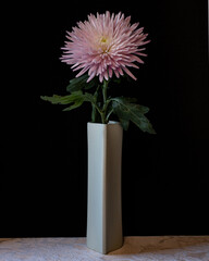 chrysanthemum in vase