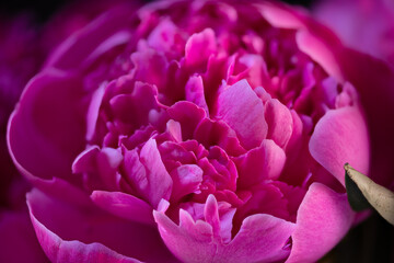 pink peony flower closeup