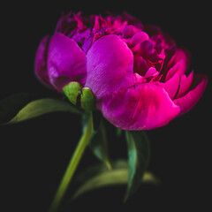 pink peony