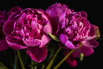 pink and white peony