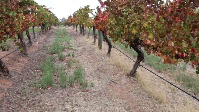 Autumn Vineyard Scene, Colours Changing On Leaves - Panning Shot