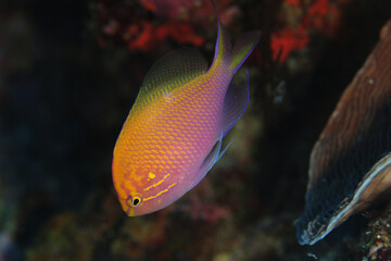 美しいハナゴンベ