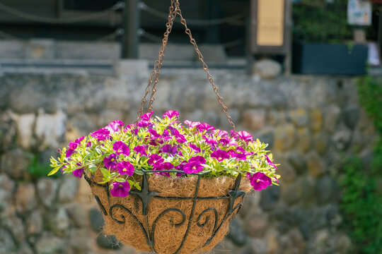 ツクバネアサガオ Images Browse 121 Stock Photos Vectors And Video Adobe Stock