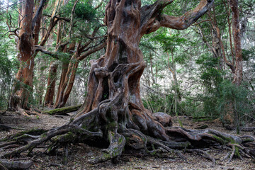 Very old ancient big tree in the forest