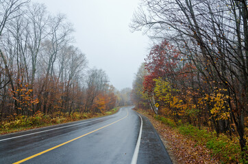 Forest road
