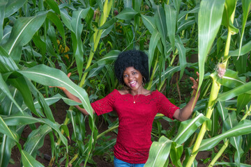 
A single and pretty African lady wearing a red dress and afro hair style happily posing for photograph on a green maize farmland or corn plantation that is almost due for crop harvest