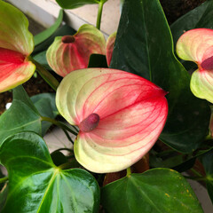 temperate tropic plants