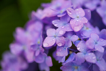 雨に濡れた紫陽花	