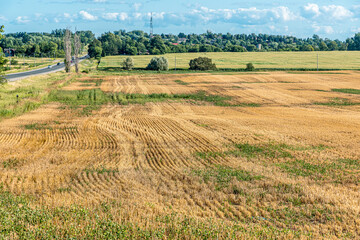 Fototapeta premium Yellow farm field