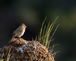 A green-tailed towhee surveys from his perch in Wyoming.