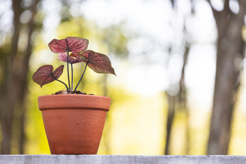 A caladium with heart-shaped red leaves is planted in a clay pot. Caladium is an ornamental plant that is known as the Queen of Foliage.