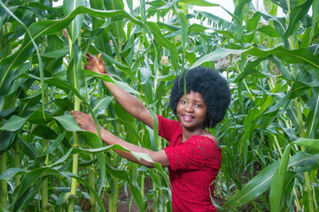 An industrious and hardworking African lady wearing a red dress and afro hair style, happily...