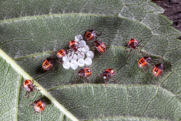 White margined Burrowing Bug and eggs