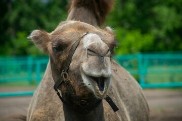 Head close-up of a cheerful and positive camel
