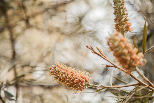 Yellow orange grevillea flowers on a bush