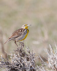 A western meadowlark sings from a sagebrush in Wyoming