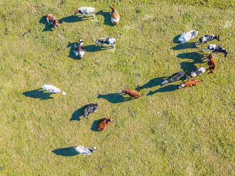 Aerial view of a heard of cows grazing in a green paddock