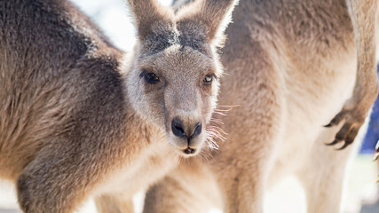 Close up of kangaroo looking into camera