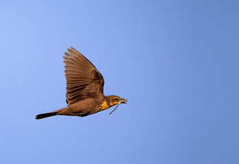 A female yellow-headed blackbird flies with her meal of a dragonfly in its beak