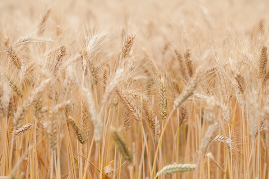 Close up of wheat seed heads
