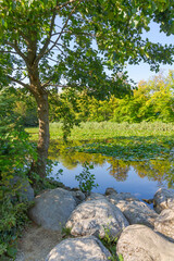 Fototapeta na wymiar The green and lush Tivoli Pond inside Tivoli Park in a sunny day in Ljubljana, Slovenia
