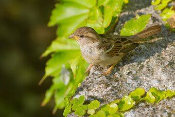 A young house sparrow on a sunny rock surrounded by ivy leaves at Tivoli Pond in public Tivoli Park, Ljubljana, Slovenia