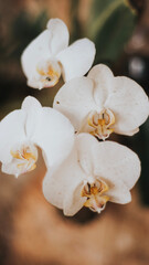 white orchid flower