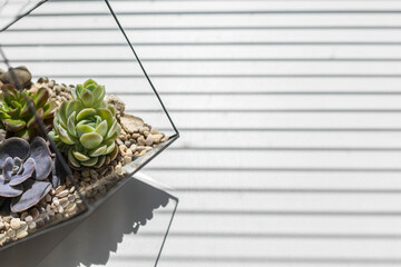 Beautiful blossom art composition succulents in glass florarium at sunlight with copyspace